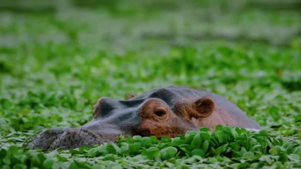 大きなカバの雄牛 カバ両生類 大きな牙 サビー砂の自然保護区 南アフリカを示す口の中でうめき声 — ストック動画