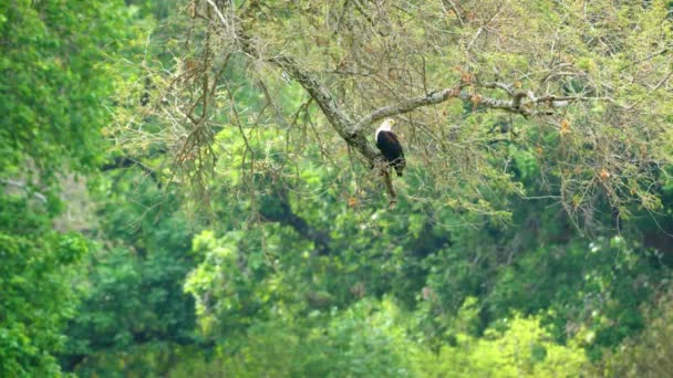 美国佛罗里达州 一只秃头鹰 Haliaeeetus Leucohead 一边清理一边准备羽毛 秃鹰既是美国的国鸟 也是美国的国兽 — 图库视频影像