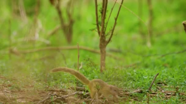 Północny Treeshrew Siedzący Gałęzi Nazwa Naukowa Tupaia Belangeri — Wideo stockowe