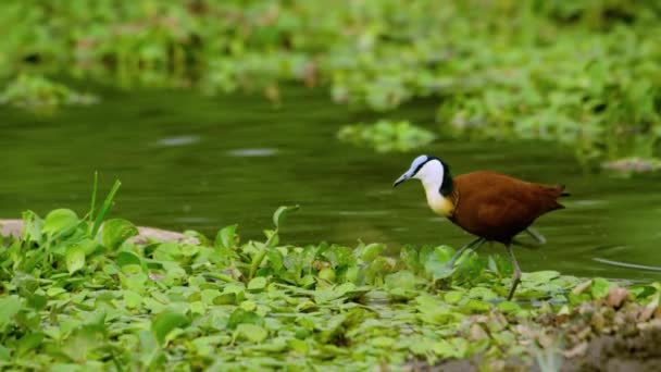 Afrikanisches Jakanafressen Auf Nenuphar Inmitten Des Wassers Kruger Nationalpark Südafrika — Stockvideo