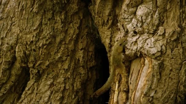 Βόρεια Treeshrew Σκαρφαλώνει Ένα Κλαδί Επιστημονική Ονομασία Tupaia Belangeri — Αρχείο Βίντεο