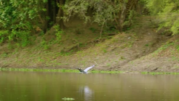 Grå Häger Flyger Genom Klar Himmel Morgonen Sol Slow Motion — Stockvideo