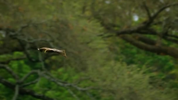 African Tawny Eagle Fliegt Blauem Himmel — Stockvideo