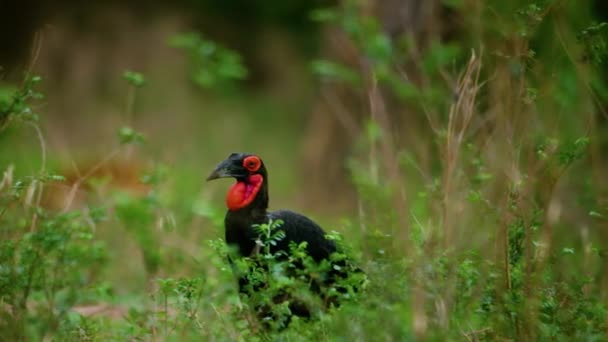 Hornbill Sul Solo Comer Insetos Savana — Vídeo de Stock