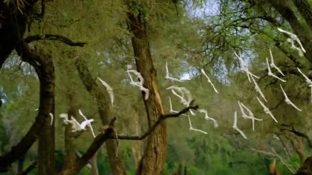 Λευκά Πουλιά Που Πετούν Στο Δάσος — Αρχείο Βίντεο
