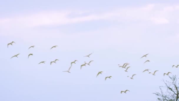 Güney Afrika Nın Vahşi Doğasında Beyaz Kuşlar Yüksekten Uçuyor — Stok video