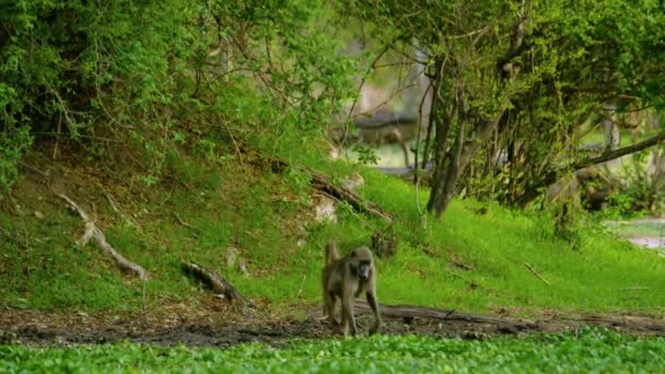 夏の明るい日に公園の池から水を飲む茶色の猿 — ストック動画