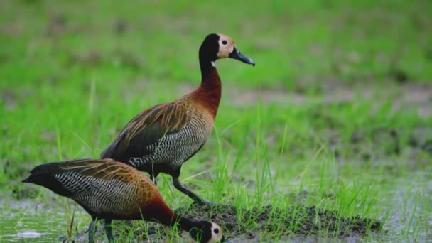 Visslande Anka Med Vitt Ansikte Dendrocygna Viduata Bullrig Fågel Med — Stockvideo