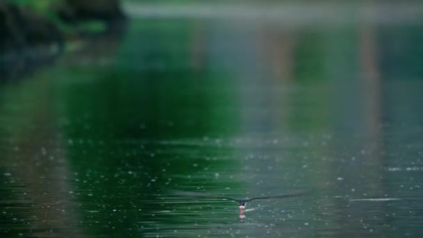 Imagens Bonitas Como Skimmer Preto Voa Baixo Sobre Lagoa Câmera — Vídeo de Stock