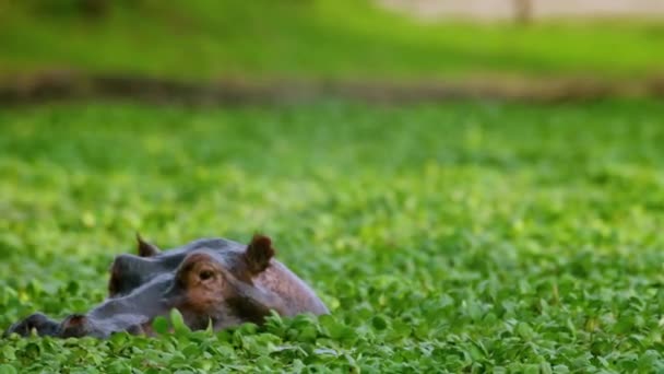 Dos Hipopótamos Nadan Agua Cámara Lenta — Vídeos de Stock