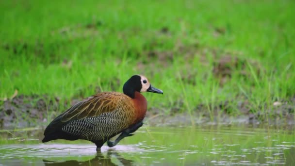 Visslande Anka Med Vitt Ansikte Dendrocygna Viduata Bullrig Fågel Med — Stockvideo