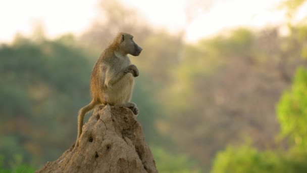 Mannelijke Baviaan Zit Een Termietenheuvel Als Uitkijk Voor Roofdieren Botswana — Stockvideo