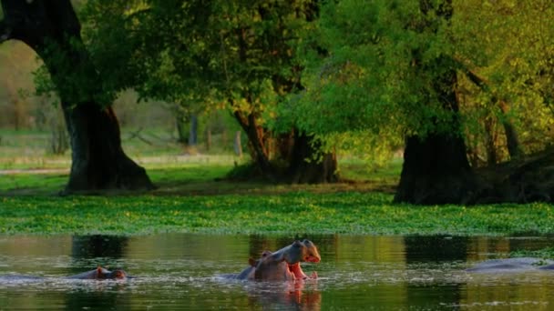 Cabeza Gran Hipopótamo Adulto Emerge Sobre Superficie Del Agua — Vídeos de Stock