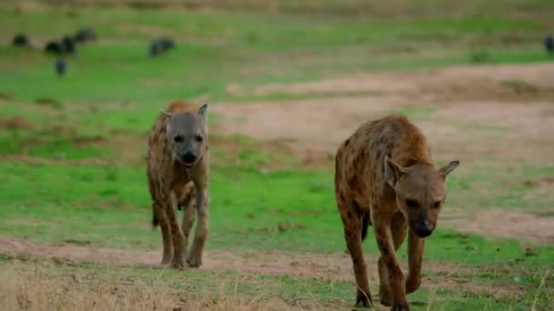 Benekli Sırtlan Yavrusunun Katranlı Yolun Yanındaki Kruger Ulusal Parkı Nda — Stok video