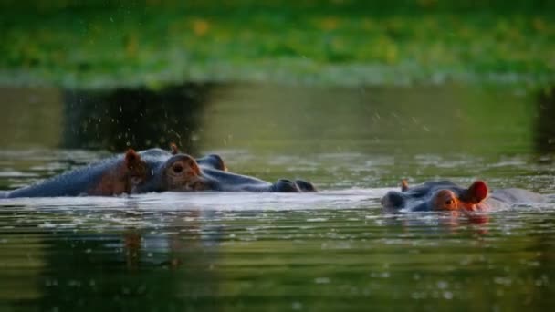 Dos Hipopótamos Que Van Bajo Agua Lago Reserva Caza Moremi — Vídeos de Stock