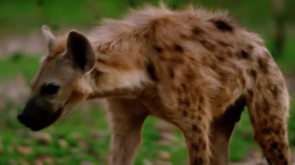 Fotografier Vild Afrikansk Fläckig Hyena Skogen Vild Manlig Hyena Promenader — Stockvideo