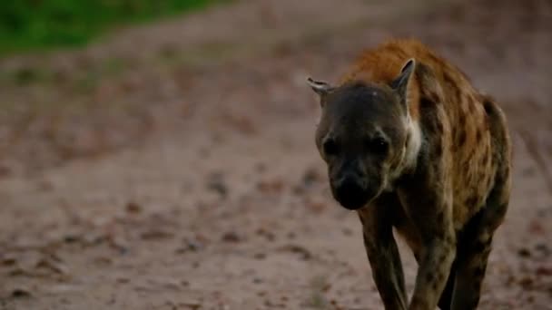 Spowolniony Film Dzikim Afrykańskim Szczeniakiem Hieny Chodzącym Lesie Dziecko Hiena — Wideo stockowe
