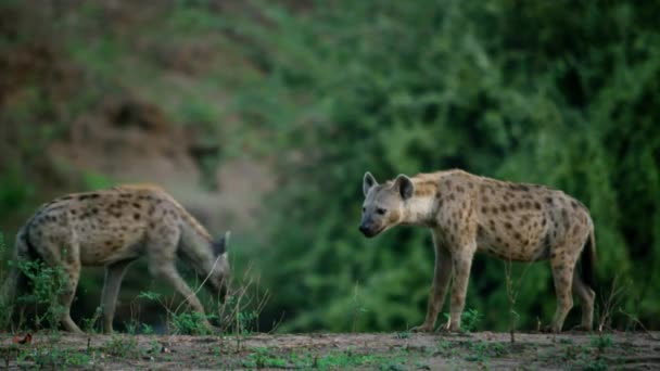 Afrika Tanzanya Safari Benekli Sırtlan Düşük Ihtimal Serengeti Milli Parkı — Stok video