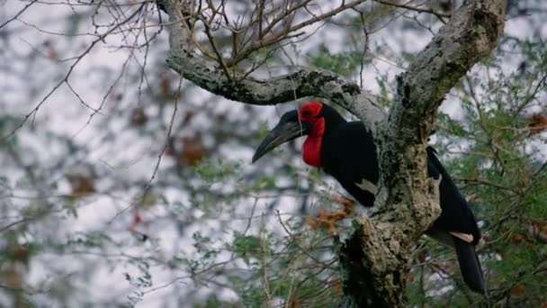 Southern Ground Hornbill Sitting High Branch Green Tree — Stock Video