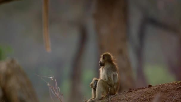 African Baboon Duduk Dan Mencari Sana Sini Padang Gurun — Stok Video