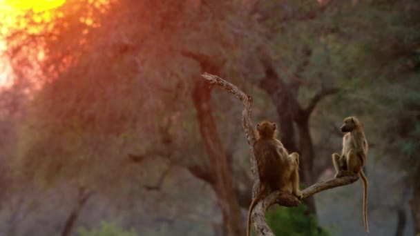 Kurumuş Bir Ağacın Kırık Bir Dalında Oturan Iki Afrika Babunu — Stok video