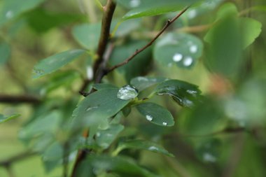 Yazın ormanda yapraklar.