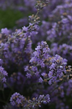 güzel lavanta tarlası makrosu
