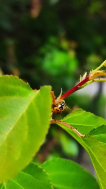 Uğur böceği yeşil yapraklarla kaplanır