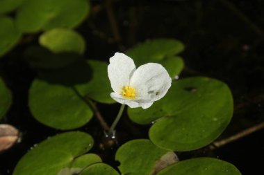 güzel kır çiçekleri yakın çekim