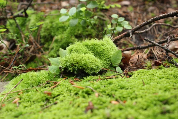 Beautiful Fluffy Green Moss Close — 图库照片