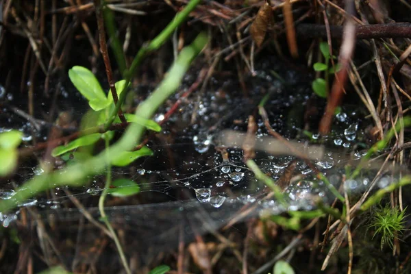 Spider Web Rain Closeup — 스톡 사진