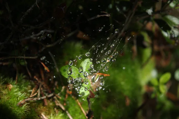 Ιστός Αράχνης Μετά Βροχή Closeup — Φωτογραφία Αρχείου