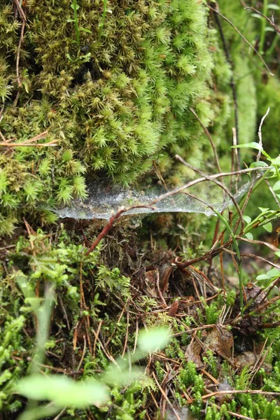Ιστός Αράχνης Μετά Βροχή Closeup — Φωτογραφία Αρχείου