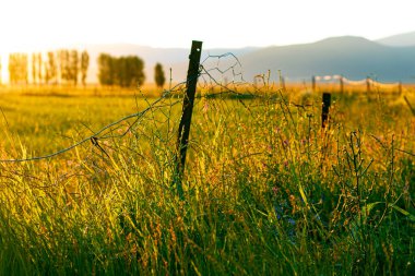 Sarı tarlada gün batımı. Çitli çayırdaki çimenler..