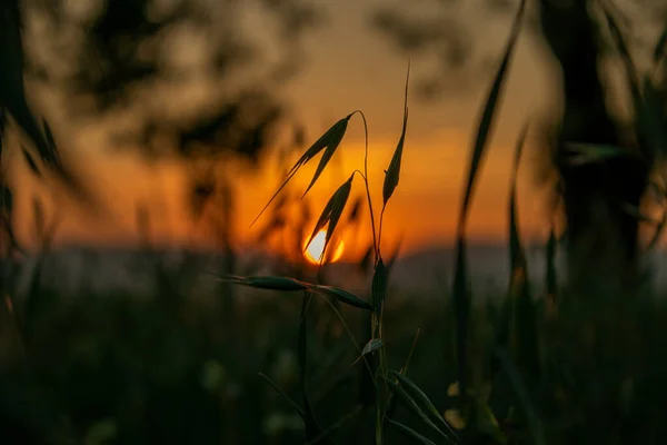 Nahaufnahme Eines Schönen Sonnenuntergangs Auf Der Wiese — Stockfoto