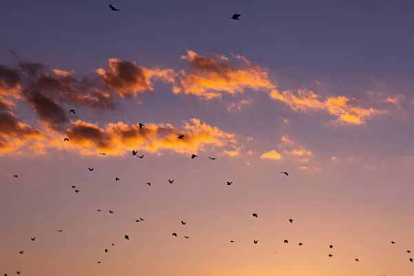 Rebanho Pássaros Voando Céu — Fotografia de Stock