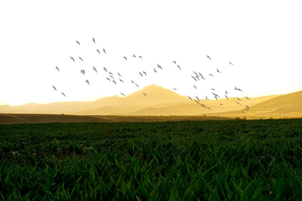 Bando Aves Campo — Fotografia de Stock