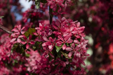 Bahçedeki güzel pembe çiçekler