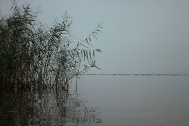  Sazlıklar ve onun yansıması. Sonbaharda göl manzarası. Bir yazma alanı var..