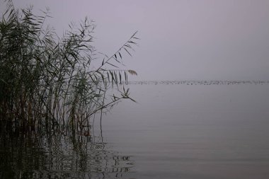  Sazlıklar ve onun yansıması. Sonbaharda göl manzarası. Bir yazma alanı var..