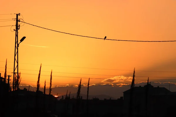 Silhueta Postes Eletricidade Eles São Colocados Cabo Beleza Pôr Sol — Fotografia de Stock