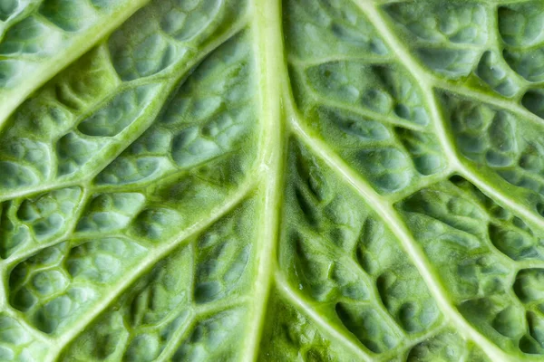 Macrophotography Savoy Cabbage Leaf Texture Savoy Cabbage Leaf Background Closeup — Stock Photo, Image