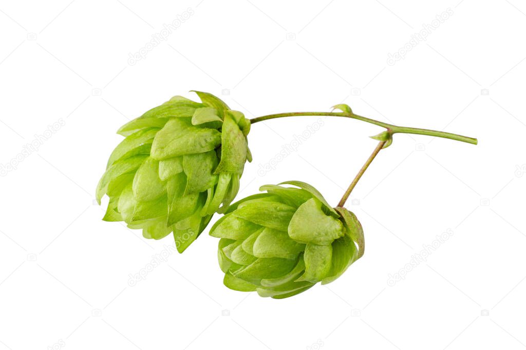 Hop cone isolated on white background. Hop plant for brewing beer.