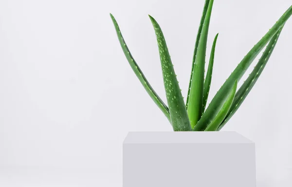 Aloes Vera Tło Dla Naturalnych Kosmetyków Aloes Vera Roślin Podium — Zdjęcie stockowe