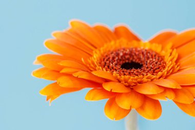 Turuncu gerbera çiçeği yaklaş. Gerbera çiçeğinin makro fotoğrafları mavi arka planda..