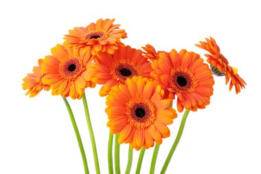 Beyaz arka planda izole edilmiş bir buket güzel turuncu gerbera çiçeği. Gerbera çiçekleriyle dolu tebrik kartı.. 