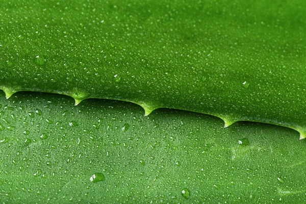 Aloe Vera Folha Closeup Aloe Vera Folhas Verdes Fundo Aloe — Fotografia de Stock