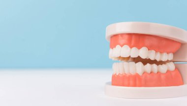 Mavi arka plan üzerinde beyaz masa üzerinde insan çene dişleri modeli. Diş hekimi kavramı.