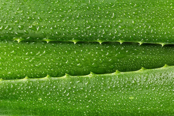 Aloe Vera Folha Closeup Aloe Vera Folhas Verdes Fundo Aloe — Fotografia de Stock