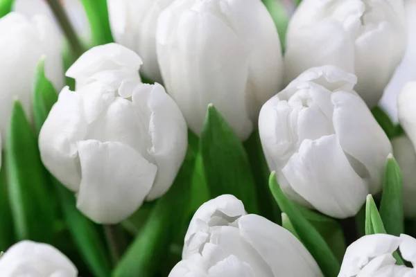 Beyaz Lalelerin Arka Planı Bahar Lale Çiçekleri Arka Planı Çiçekli — Stok fotoğraf